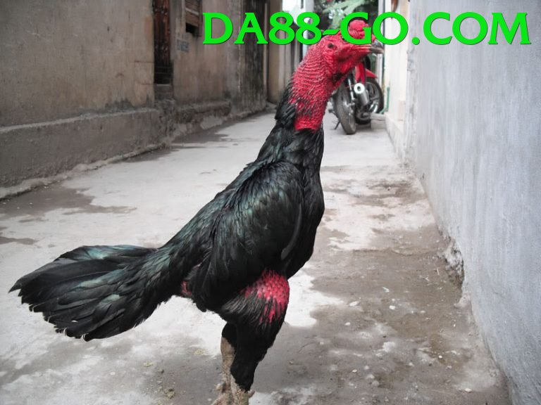 Đá Gà Trực Tiếp - da88 - Game bắn súng